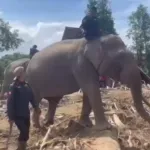 Gajah BKSDA dan Polri Bersinergi Bersihkan Material Banjir Pidie Jaya Sambil Trauma Healing