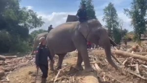 Gajah BKSDA dan Polri Bersinergi Bersihkan Material Banjir Pidie Jaya Sambil Trauma Healing