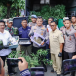 Polres Jombang Bongkar Budidaya Ganja Skala Rumahan, 110 Batang Disita