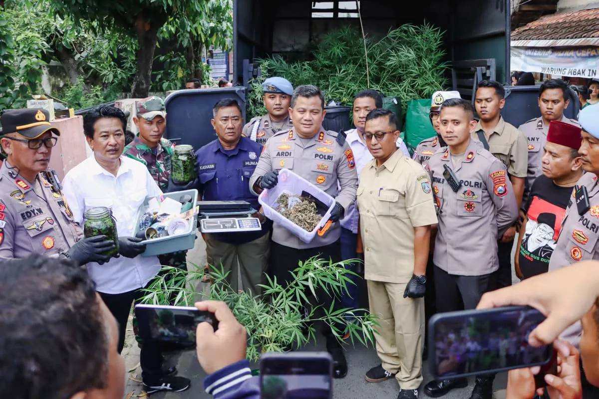 Polres Jombang Bongkar Budidaya Ganja Skala Rumahan, 110 Batang Disita