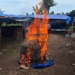 Polresta Banyuwangi Bongkar Arena Judi Sabung Ayam di Singojuruh