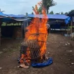 Polresta Banyuwangi Bongkar Arena Judi Sabung Ayam di Singojuruh