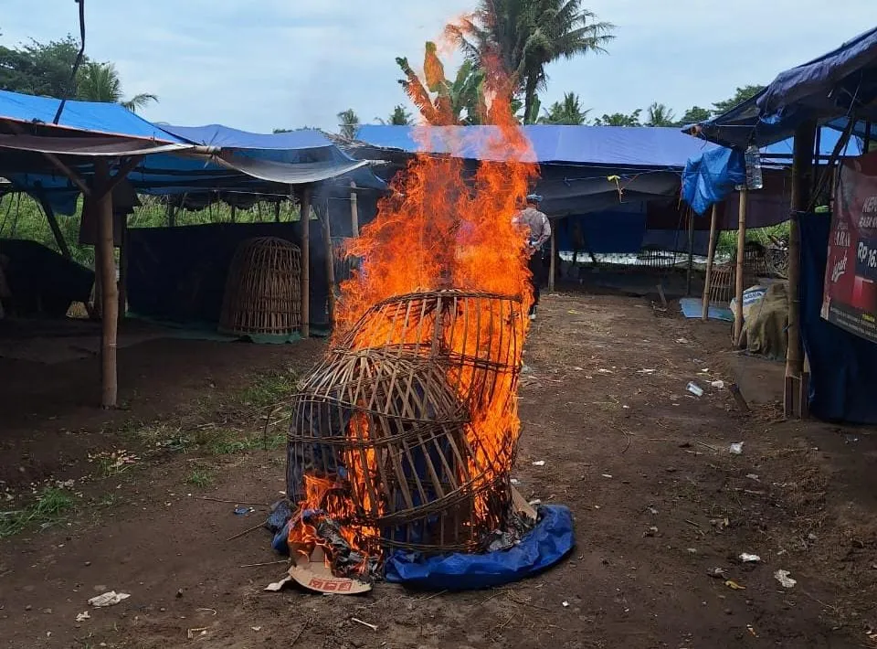 Polresta Banyuwangi Bongkar Arena Judi Sabung Ayam di Singojuruh