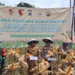 Panen Perdana Jagung Program Agroforestry Kemitraan GAPOKTANHUT dan PT MANU