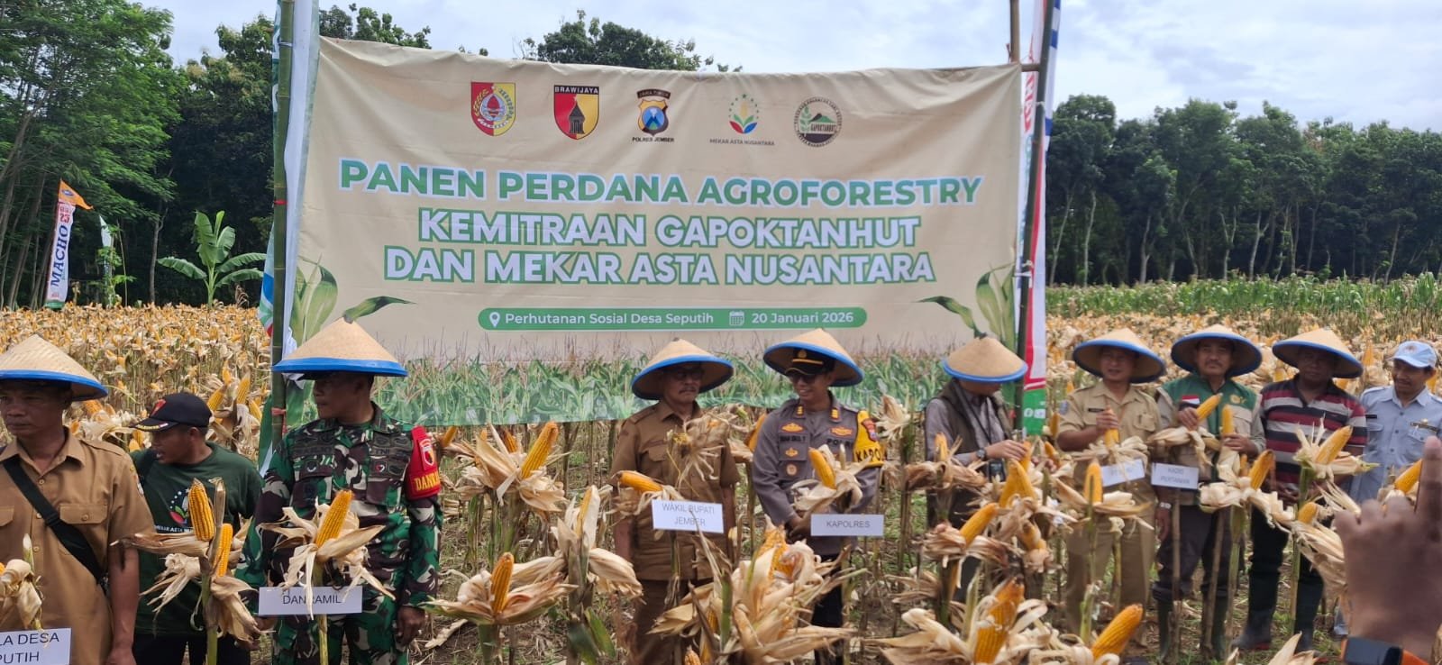Panen Perdana Jagung Program Agroforestry Kemitraan GAPOKTANHUT dan PT MANU