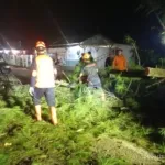 Angin Kencang Picu Pohon Tumbang di Jalur Nasional Jember-Banyuwangi