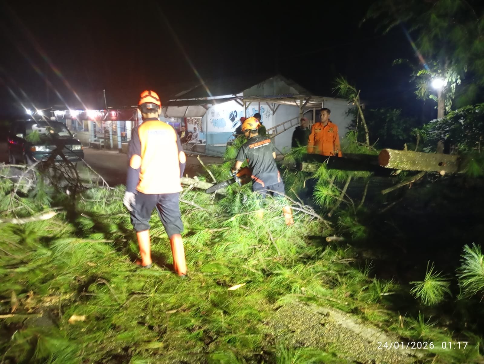 Angin Kencang Picu Pohon Tumbang di Jalur Nasional Jember-Banyuwangi