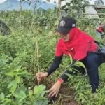 HUT ke-53, PDI Perjuangan Jember Tanam 1.053 Pohon Berlandaskan Tri Hita Karana