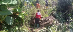 PMI Jember Tangani Longsor dan Pohon Tumbang di Kepatihan