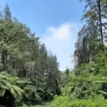 Dosen FMIPA UNEJ Teliti Tanaman Prasejarah di Erek-erek Geoforest Banyuwangi