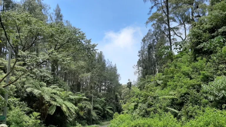 Dosen FMIPA UNEJ Teliti Tanaman Prasejarah di Erek-erek Geoforest Banyuwangi