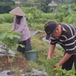 Petani Jember Raih Untung Besar Jelang Idul Adha