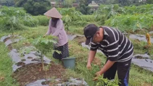 Petani Jember Raih Untung Besar Jelang Idul Adha