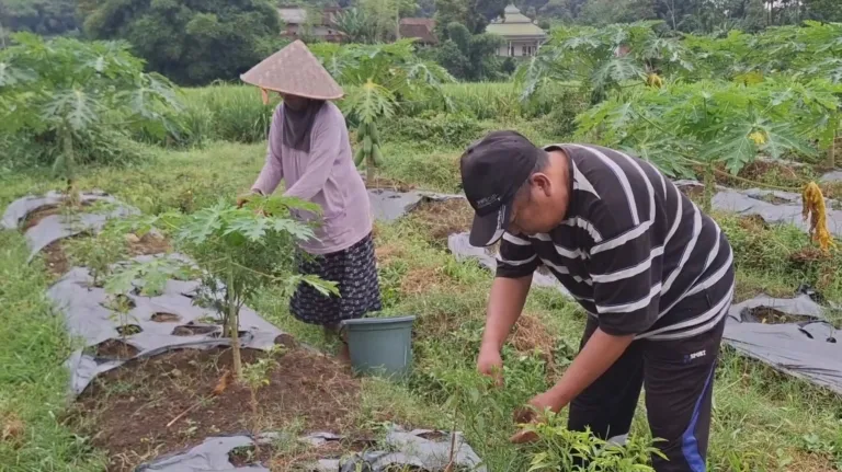 Petani Jember Raih Untung Besar Jelang Idul Adha