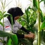 Dukung Ketahanan Pangan Mahasiswa Polije Sukses Gelar Panen Raya