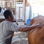 Peternak Sapi di Jember Gunakan Terapi Pijat Unik Jelang Idul Adha