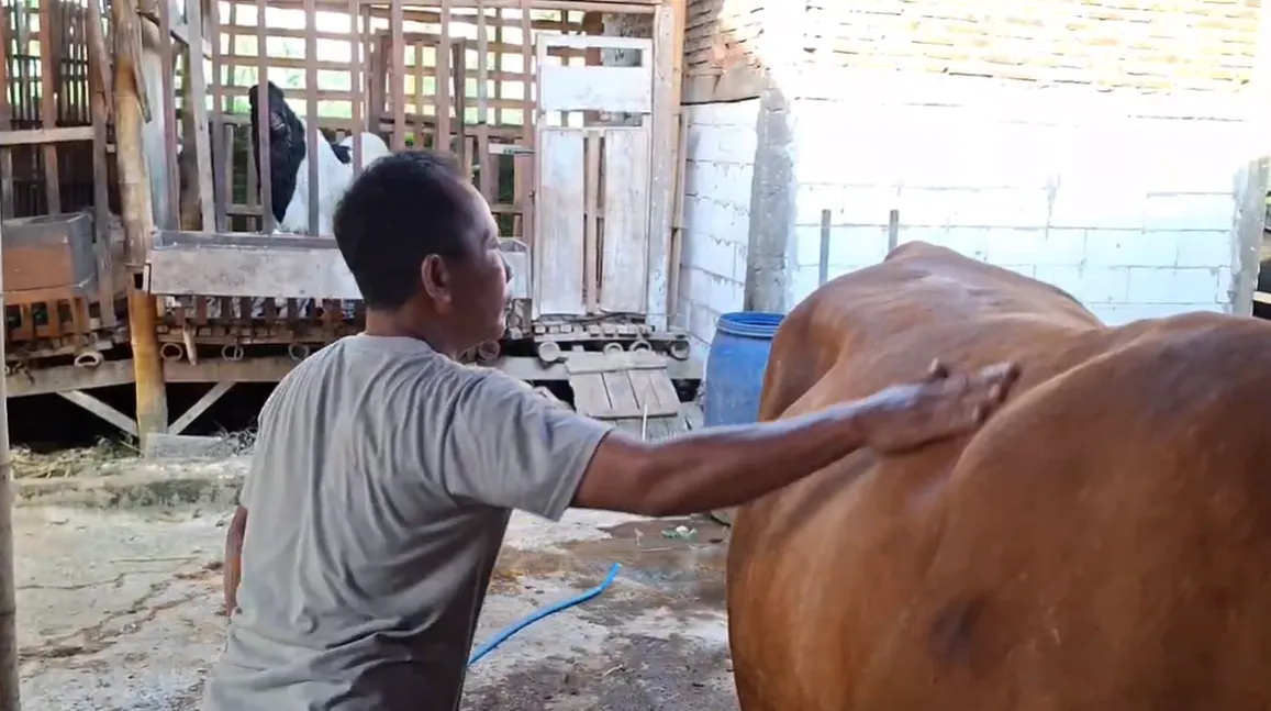 Peternak Sapi di Jember Gunakan Terapi Pijat Unik Jelang Idul Adha