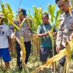 Polresta Sidoarjo Dampingi Warga Kelola Jagung Hibrida