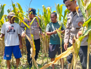 Polresta Sidoarjo Dampingi Warga Kelola Jagung Hibrida