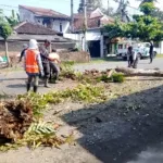 TRC Bina Marga Tebang Pohon Mati di Semboro