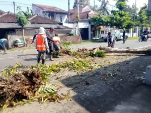 TRC Bina Marga Tebang Pohon Mati di Semboro