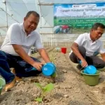 PTPN I Regional Lima Perluas Tanam Tembakau Klaten