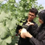 Tefa Green House Polije Hadirkan Wisata Petik Melon