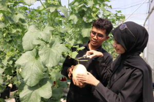 Tefa Green House Polije Hadirkan Wisata Petik Melon