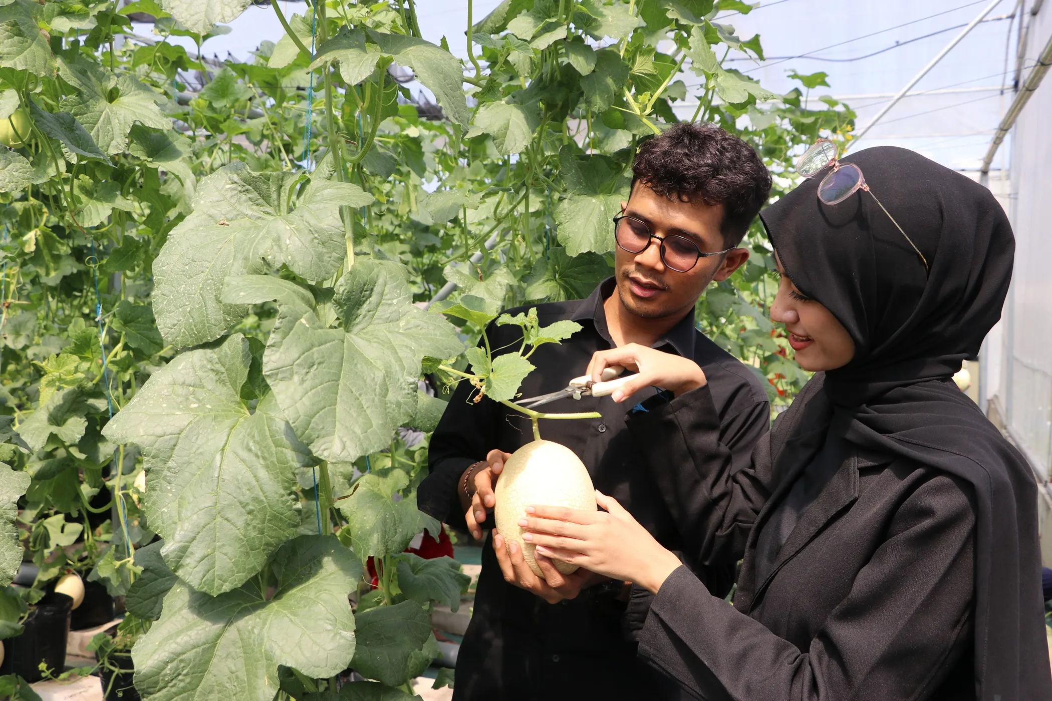 Tefa Green House Polije Hadirkan Wisata Petik Melon