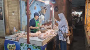 Harga Daging Ayam di Jember Turun Drastis