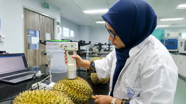 Mahasiswa S3 UNEJ Lulus Doktor Tanpa Sidang Terbuka Berkat Riset AI Pendeteksi Kematangan Durian