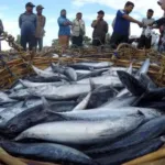 Mikro-Nano Buble Ozon, Inovasi Ramah Lingkungan untuk Menjamin Kualitas dan Keamanan Ikan Tuna Indonesia
