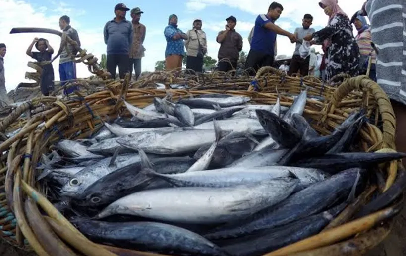 Mikro-Nano Buble Ozon, Inovasi Ramah Lingkungan untuk Menjamin Kualitas dan Keamanan Ikan Tuna Indonesia