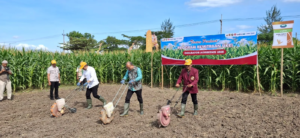 Pemkab Jember dan UKRI Luncurkan Inkubator Agribisnis