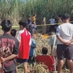 Penemuan Tulang Belulang Manusia di Kebun Tebu Gegerkan Warga Ajung