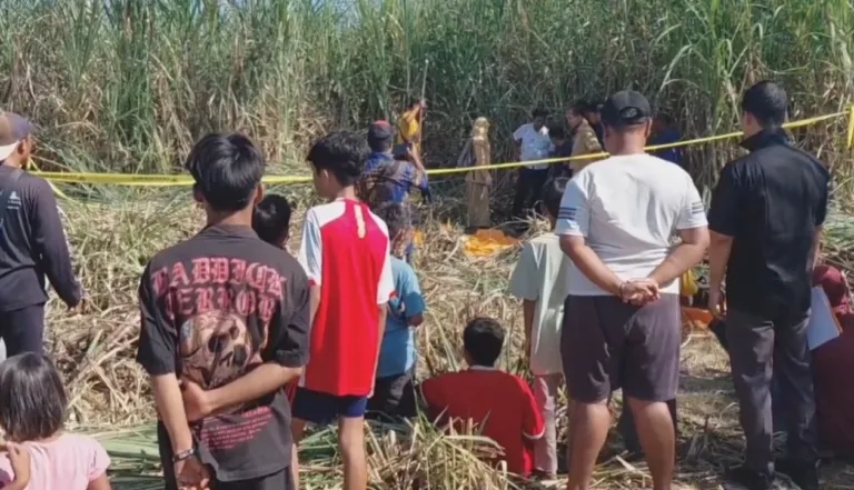 Penemuan Tulang Belulang Manusia di Kebun Tebu Gegerkan Warga Ajung