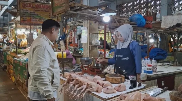 Program MBG Berjalan Harga Ayam Jember Melonjak